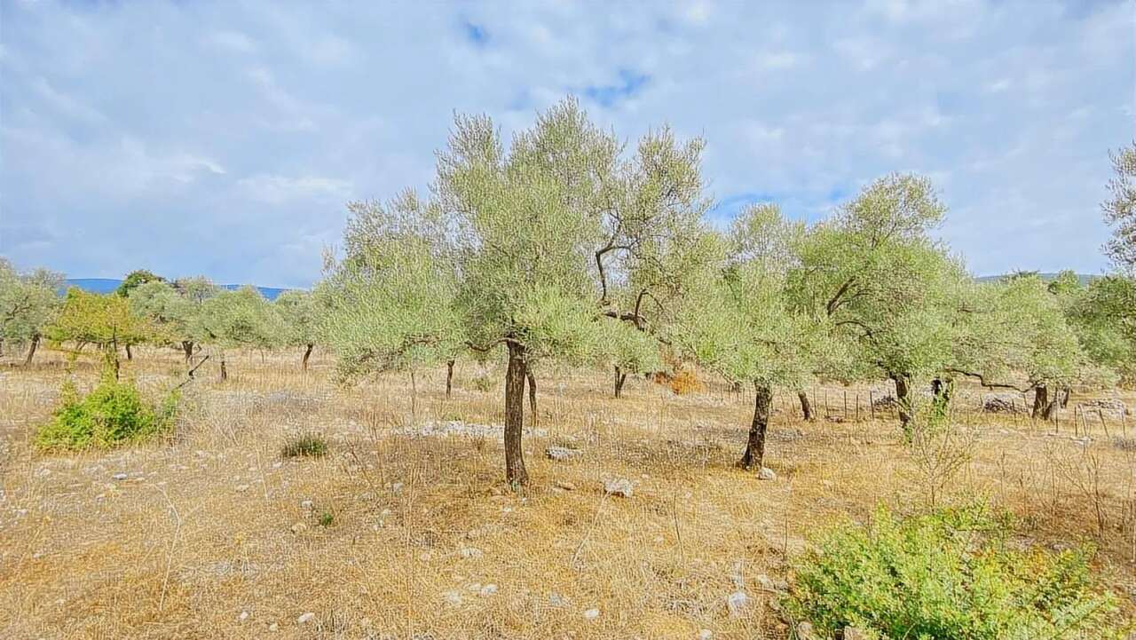 Milas’ta İki Ayrı Zeytinlik Mahkeme ve İcra Yoluyla Satışa Çıkarıldı 3